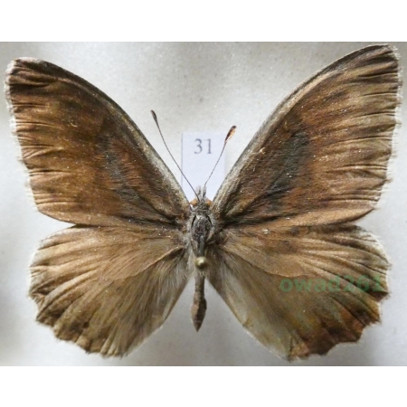 Hipparchia statilinus (Hufnagel, 1766) male Skalnik statilinus Hungaria31